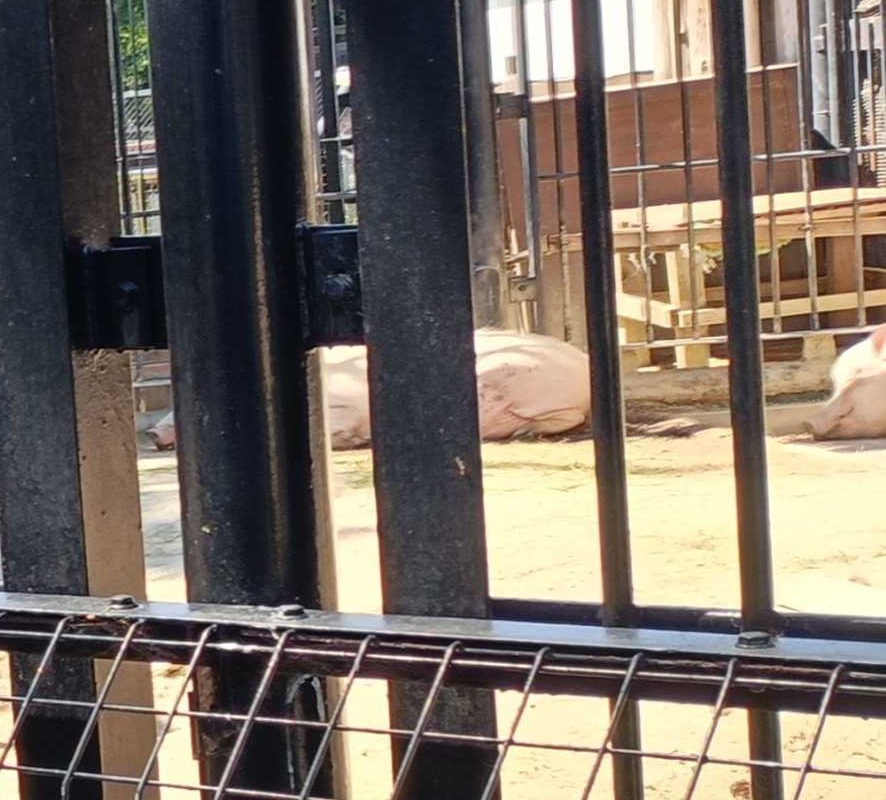 大宮公園小動物園で休む豚